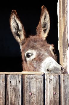 Head of a Donkey behind a stable door