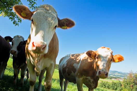 Herd of Cows look at the Camera