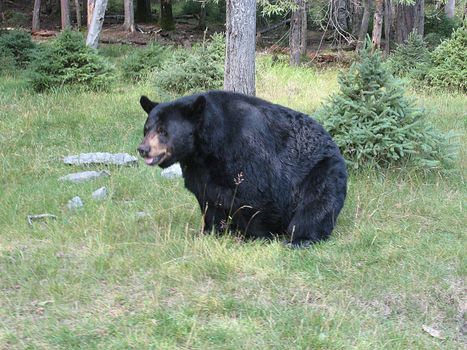 black bear in north canada