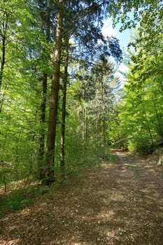 Path going through a forest