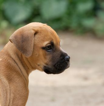 Portrait of a young bull-mastiff puppy