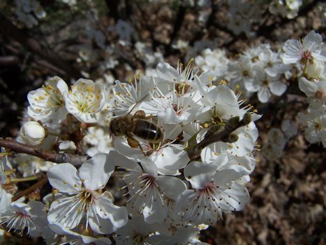 cherry tree in spring