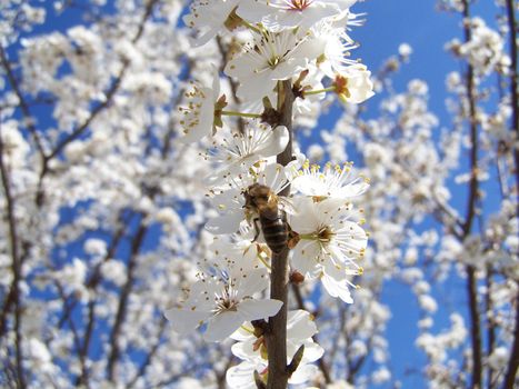 cherry tree in spring