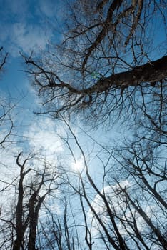 Bare, leafless treetops in a sunshine