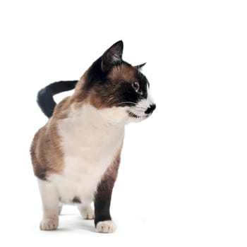 beautiful purebred siamese in front of white background