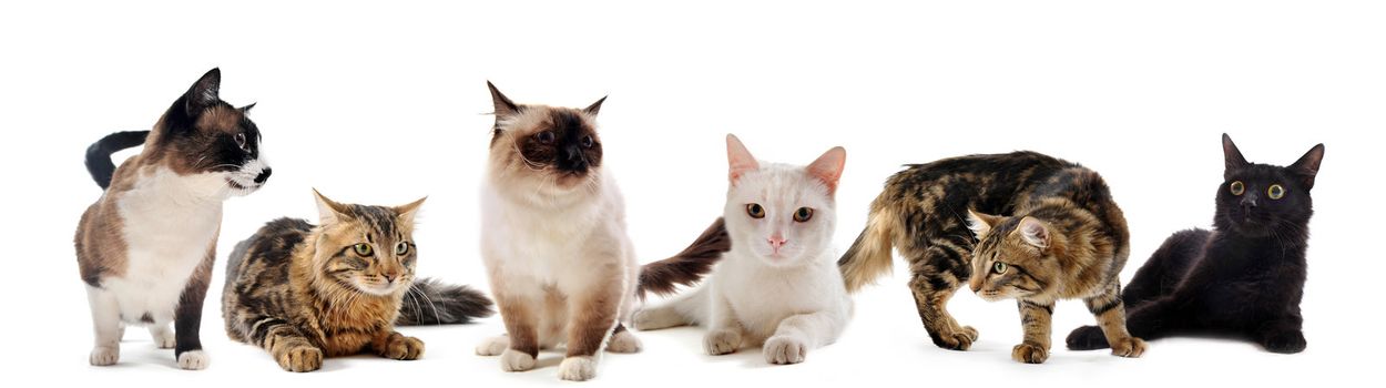 beautiful purebred cats on a white background