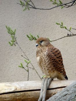 Motley kestrel sits on the ropes at Moscow zoo