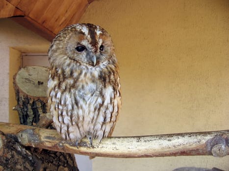 Small tawny owl at the Moscow zoo