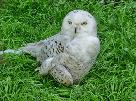 While owl sits on a grass at zoo