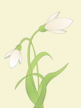 Background illustration with common snowdrop