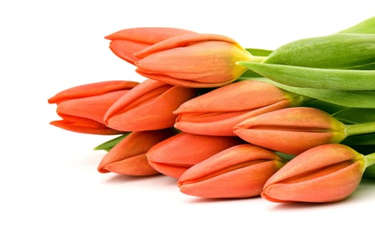 red tulips
