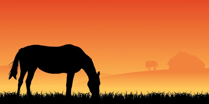 two horses on pasture at sunset in summer