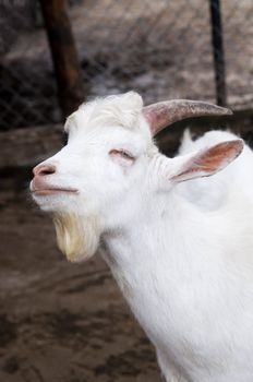 Funny cute goat at the farm. Portrait photo.