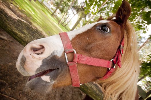 Funny horse close up, wide angle lens.