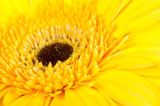 Macro view of heart of yellow daisy
