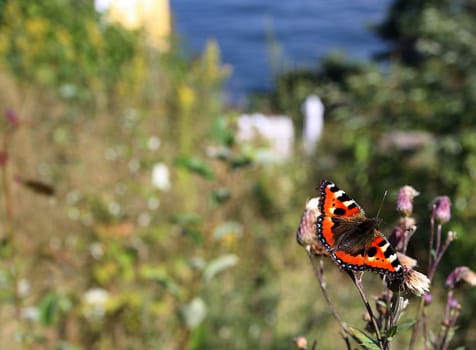 Small tortoiseshell in foreground against summer landscape