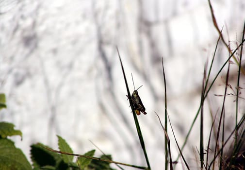 Lone grasshopper sitting high up on grass