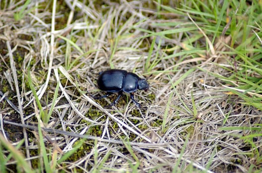 Black beetle trotting along on forest ground
