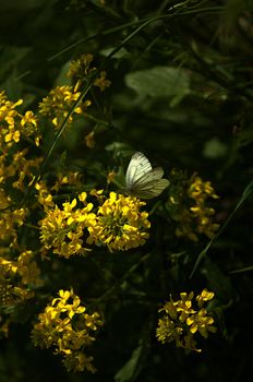 Small light butterfly relaxing on yellow flowers