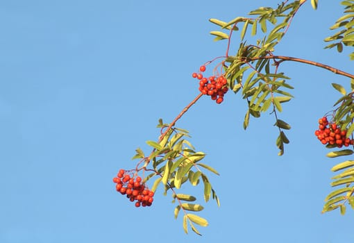 Branch from rowan tree with berries on blue sky background