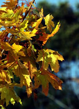 Dense maple leafs yellow in autumn