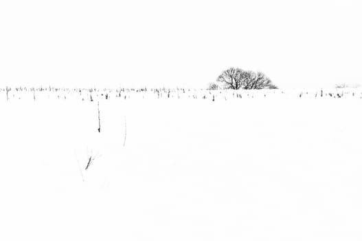 Field covered in snow with top of tree in the background.