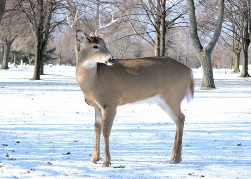 A whitetail deer buck standing in winter snow.