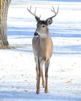 A whitetail deer buck standing in winter snow.