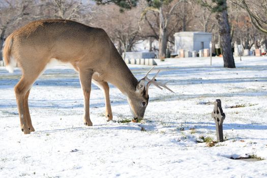 A whitetail deer buck bowsing for food in winter in a cemetery