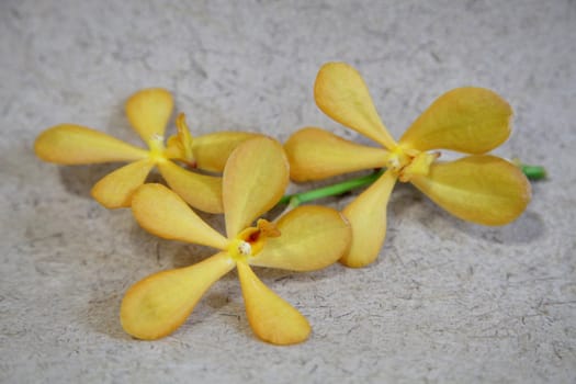 Yellow orchids on a natural background.