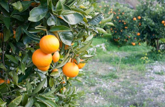 Orange tree  loaded with fresh fruit ready to pick