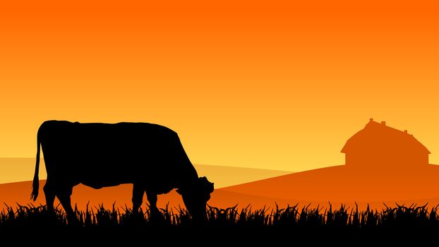 cow on pasture at sunset in summer