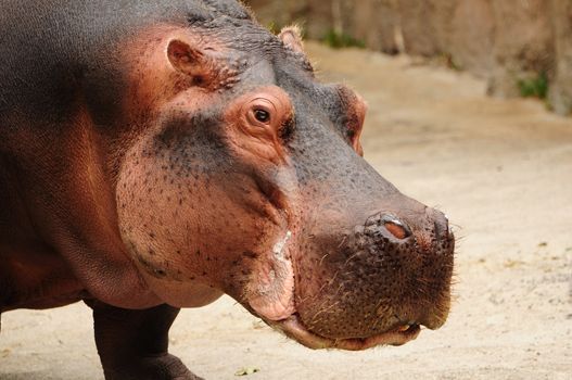 Close-up headshot of a Hippopotamus (Hippopotamus amphibius)