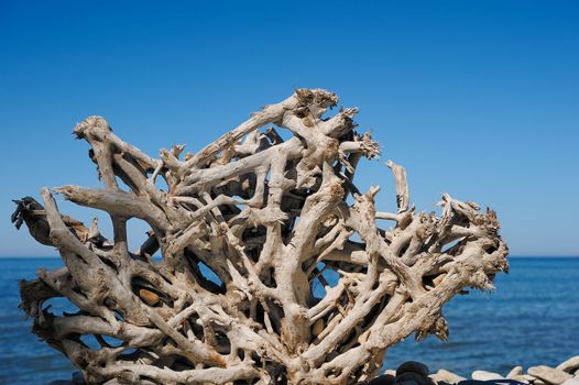 Old roots of tree on the sea coast