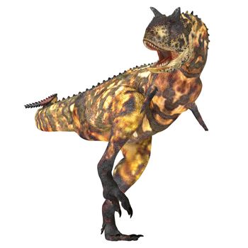 The Carnotaurus dinosaur was a large carnivore in the Cretaceous Period of Earths history. Its fossils have been found in South America. Its name means meat eating bull for its two horns on its head.