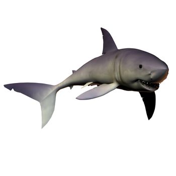 The Mako shark is one of the premier predators of reef areas containing schooling fish prey.
