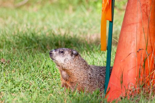A groundhog in a grass field near a red cone
