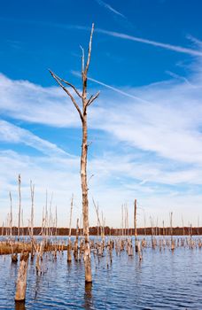 A series of dead trees standing up out of the water in a reservoir
