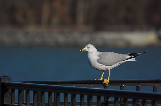 Gull sitting on a rail at a reservoir in New Jersey