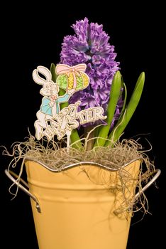 A Purple Hyacinth flower and Happy Easter sign isolated on a black background