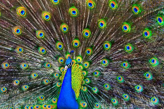 A blue peacock with colorful open feathers filling the entire frame.