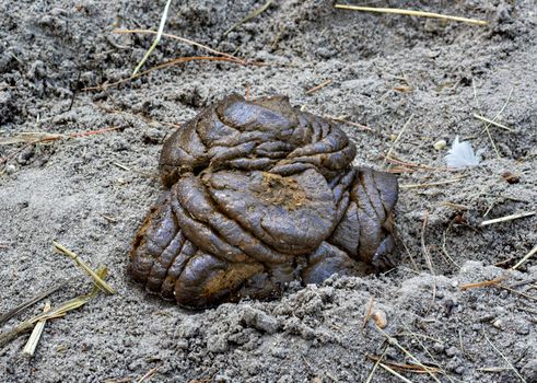 A mound of poop in the dirt