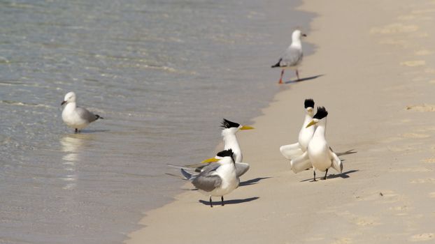 Crested Terns (and two Silver Gulls) on the beach of Rottnest Island, Western Australia.