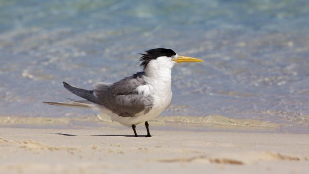 A Crested Tern on the beach of Rottnest Island, Western Australia.