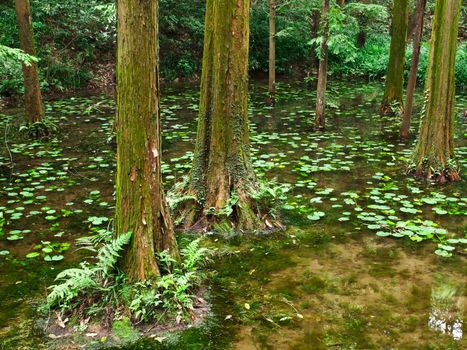 waters edge vegetation