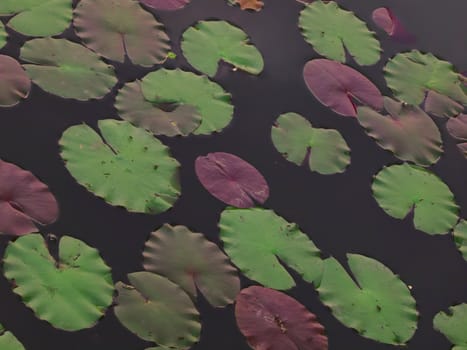 lotus leaves in a pond
