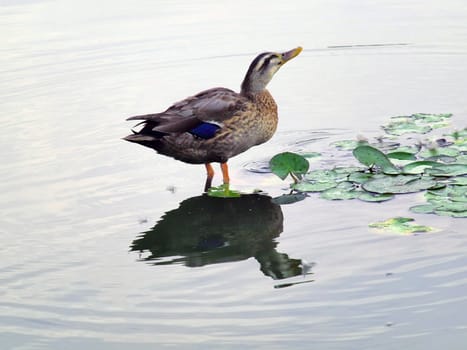 wild duck bathing in lotus pond