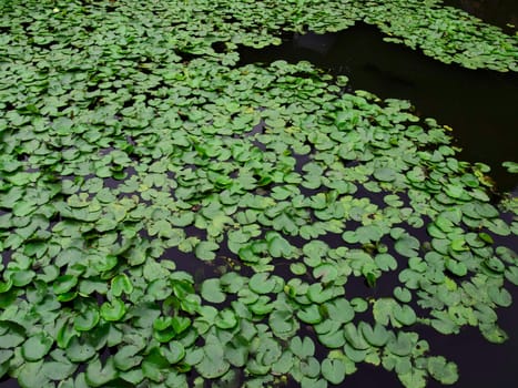 dense green leaves in lotus pond