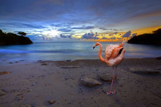 Flamingo at Jeremi beach on Curacao, Caribbean