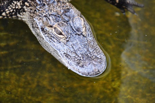 Alligator